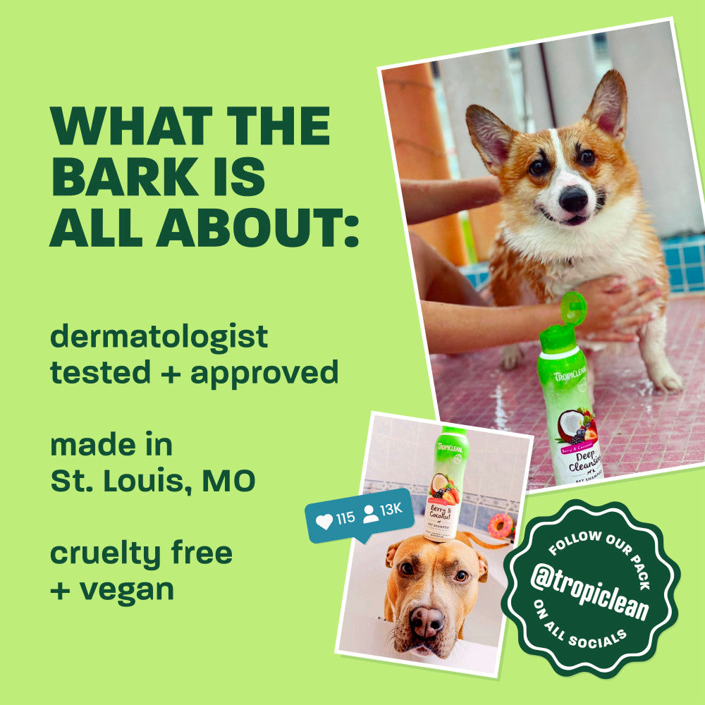Light green background, corgi and brown dog, "What the bark is all about".