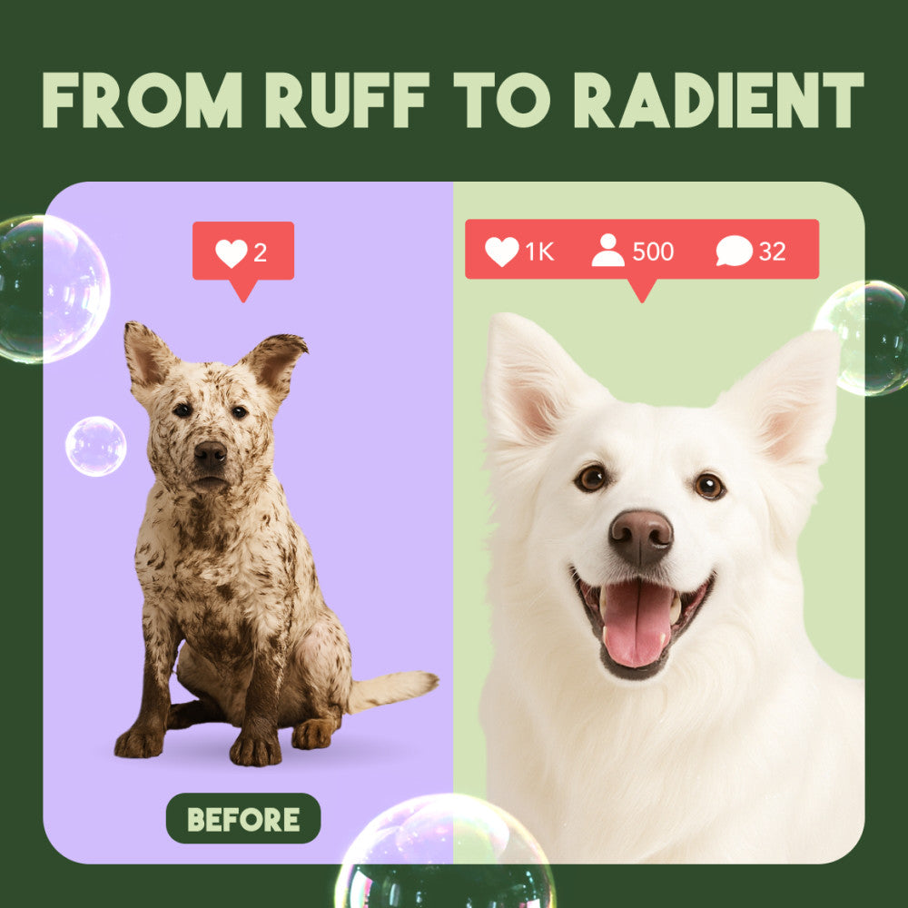 Before and after comparison of a dog's coat transformation with text 'From Ruff to Radiant'.