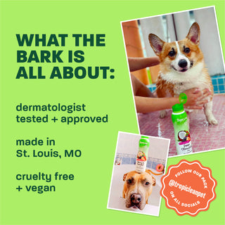 Light green background, corgi and brown dog, 
