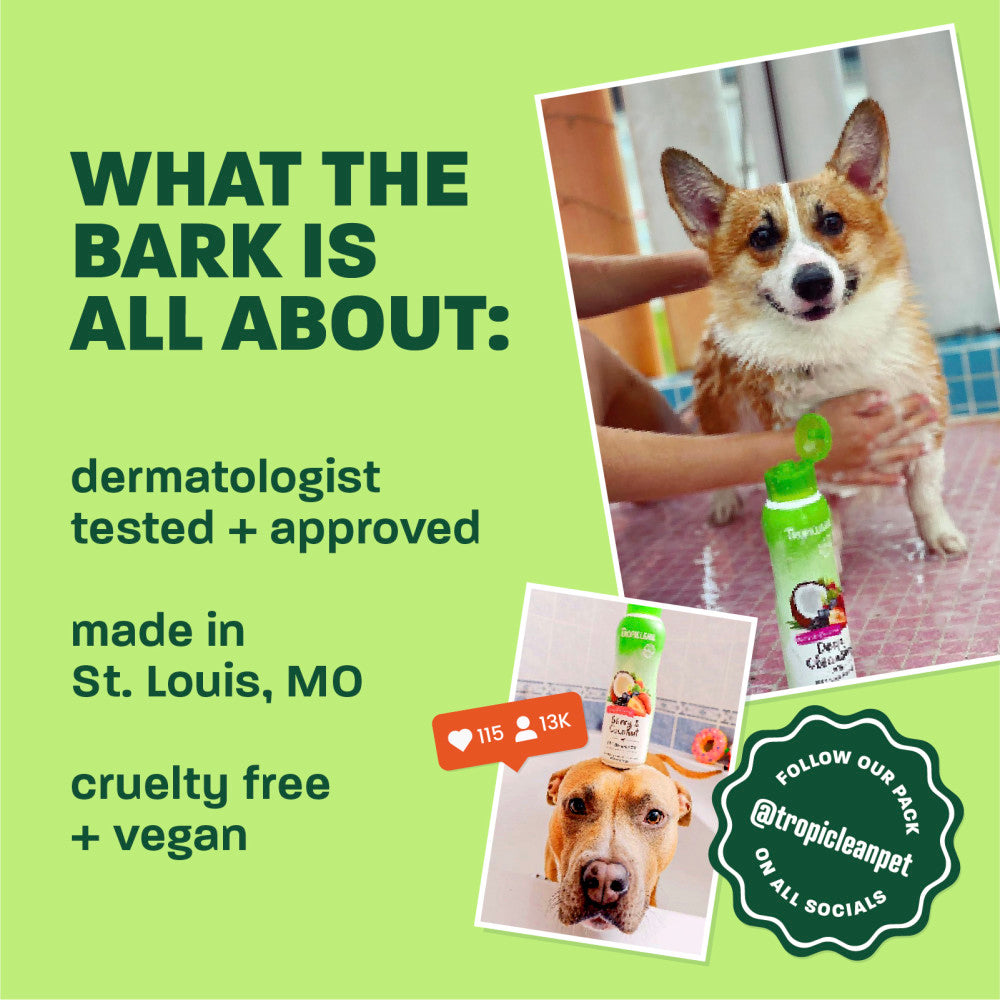 Light green background, corgi and brown dog, "What the bark is all about".