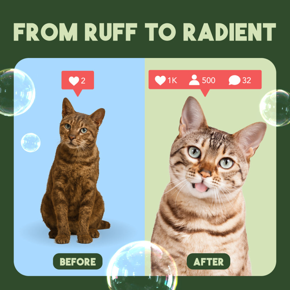 TropiClean Gentle Coconut Hypoallergenic Cat & Kitten Shampoo. Before and after comparison of two cats with text 'From Ruff to Radiant' on a green background.