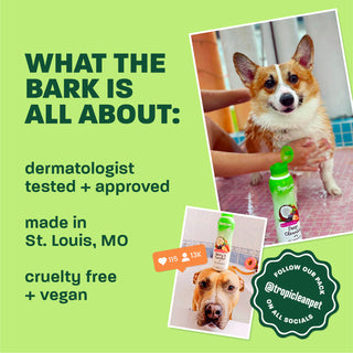 Light green background, corgi and brown dog, 