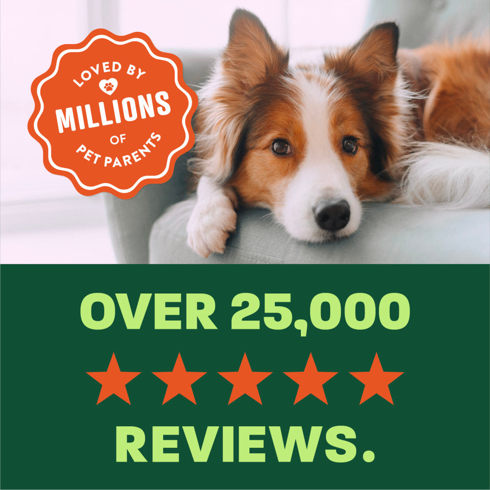 dog on couch, "Over 25,000 5 star reviews".