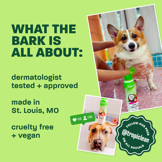 Light green background, corgi and brown dog, 