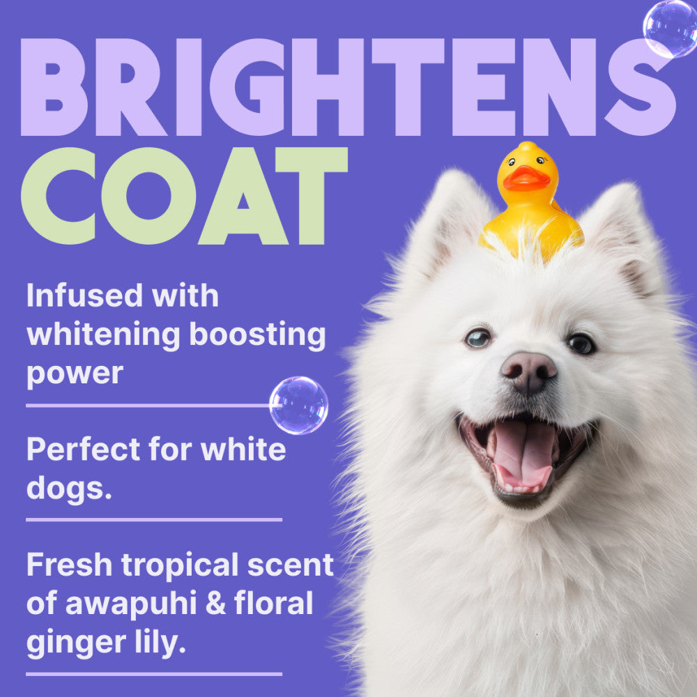 White dog with a rubber duck on its head with text about this product for white dogs.