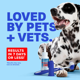 Dalmatian dog on blue background, 