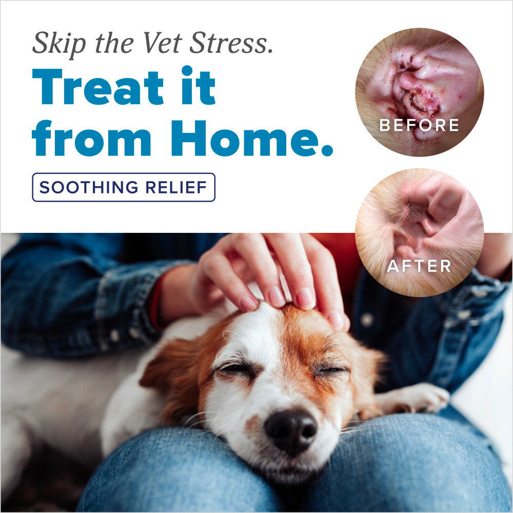 Dog being petted with 'Before' and 'After' ear health improvement images and text about home treatment for vet stress.