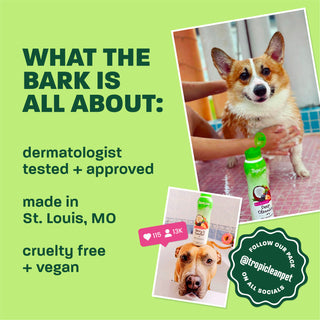 Light green background, corgi and brown dog, 