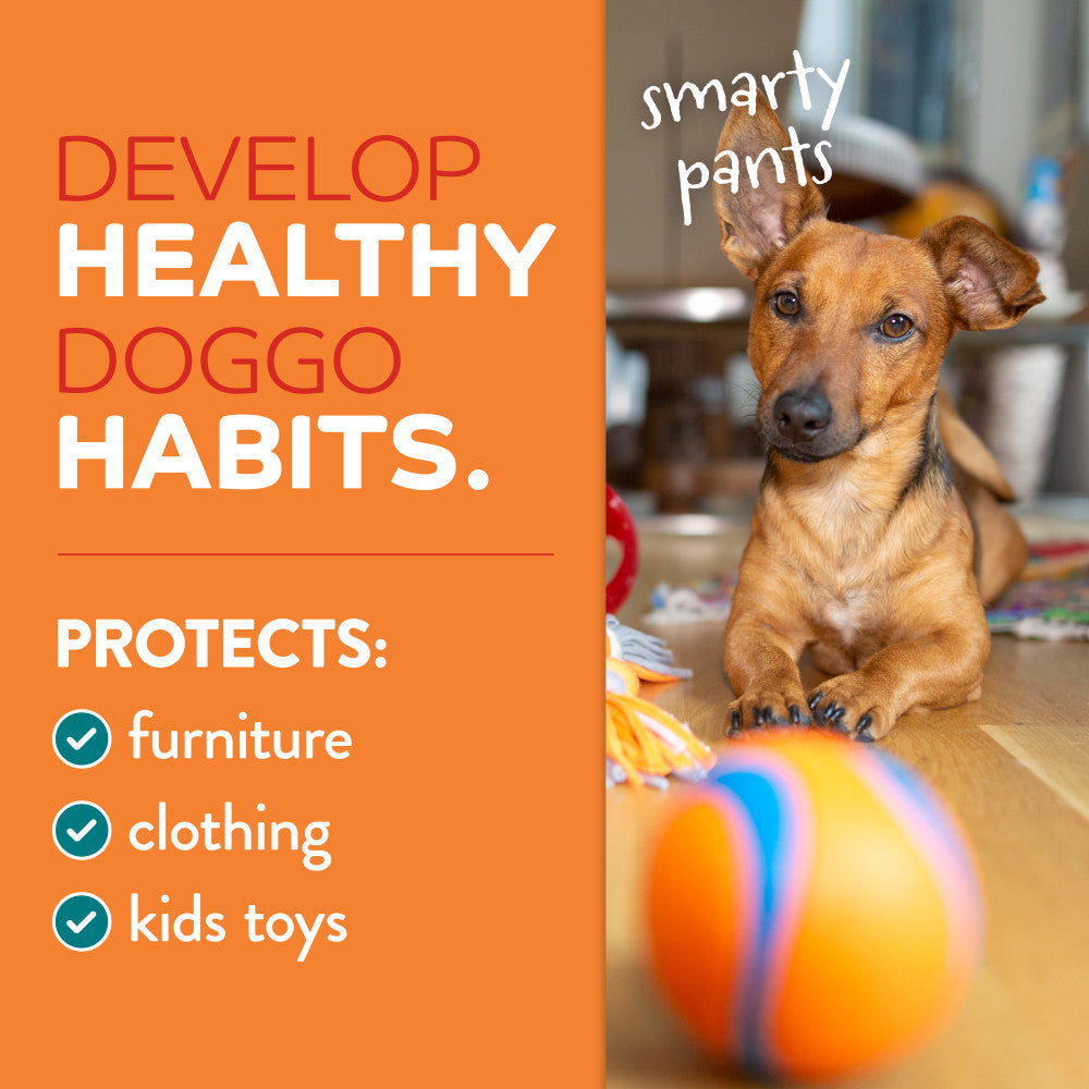 Dog sitting on floor with a colorful ball, text about developing healthy dog habits on an orange background.