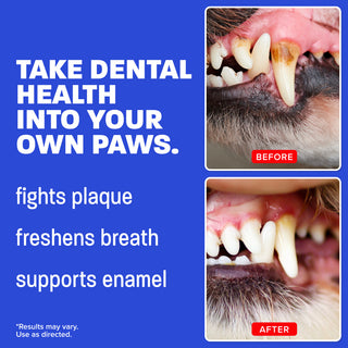before and after pictures of dogs teeth with item features