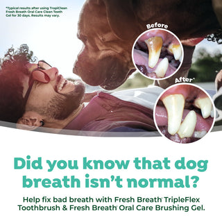 Before and after images of dog teeth.