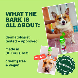 Light green background, corgi and brown dog, 