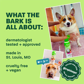 Light green background, corgi and brown dog, 